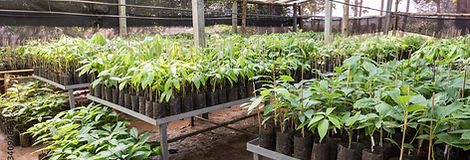 Environment and Sustainability