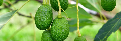 Avocado Investment