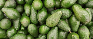 Israel's Mehadrin to grow avocados in Morocco
