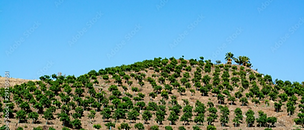 Avocado Consumption is Rapidly Expanding in Europe & Asia