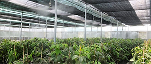 Vietnam's Avocado Industry in the Eyes of Yhaska Ginsberg