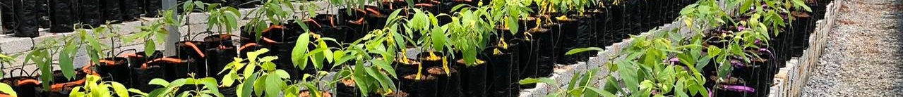 Nutrition Hero Background